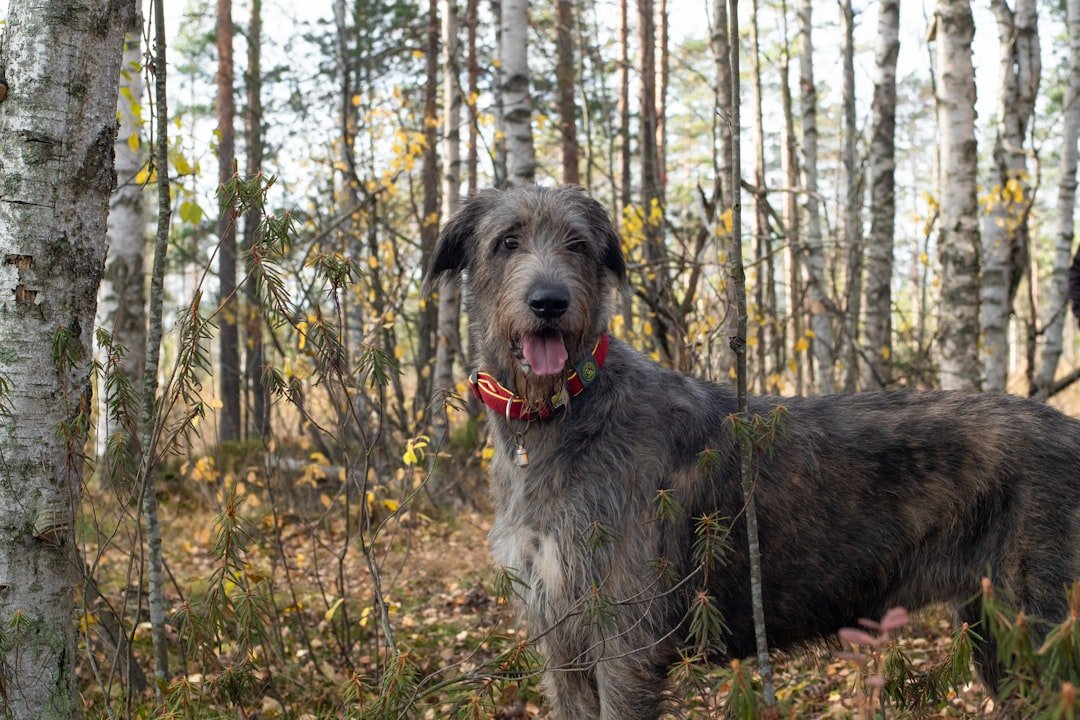 Irish Wolfhounds: The Tallest Lap Dogs (image credits: unsplash)