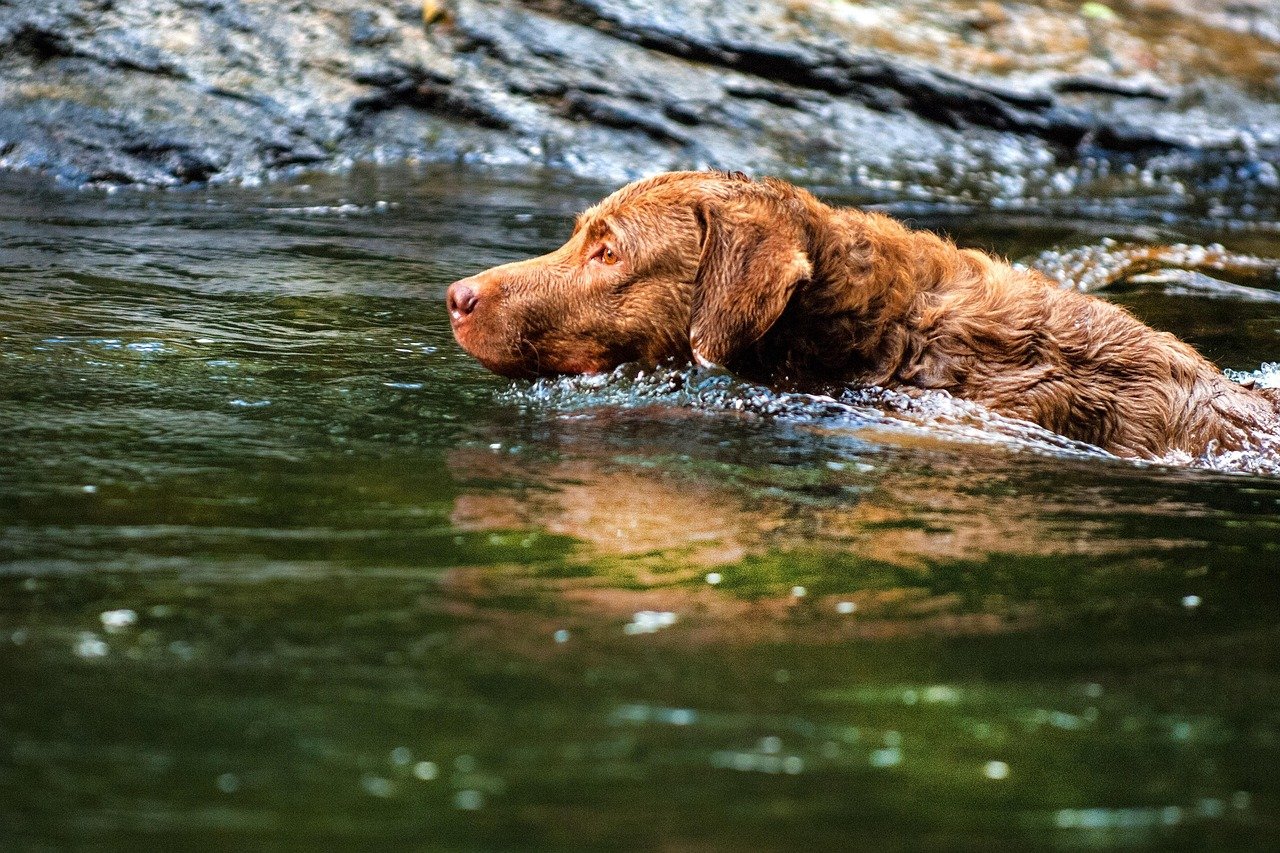 Chesapeake Bay Retrievers: Water-Loving Cuddlers (image credits: pixabay)