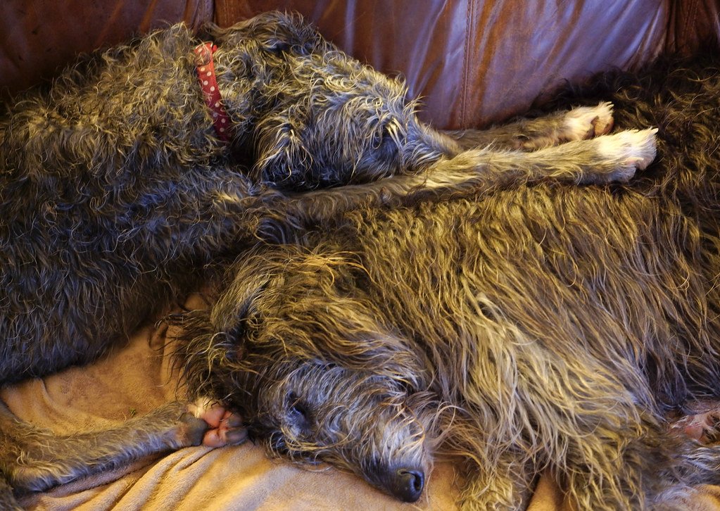 Scottish Deerhounds: Elegant Couch Companions (image credits: flickr)