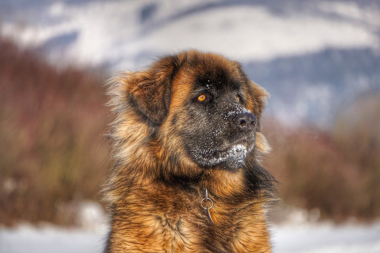 Leonbergers: Lion-Maned Lap Lions (image credits: pixabay)