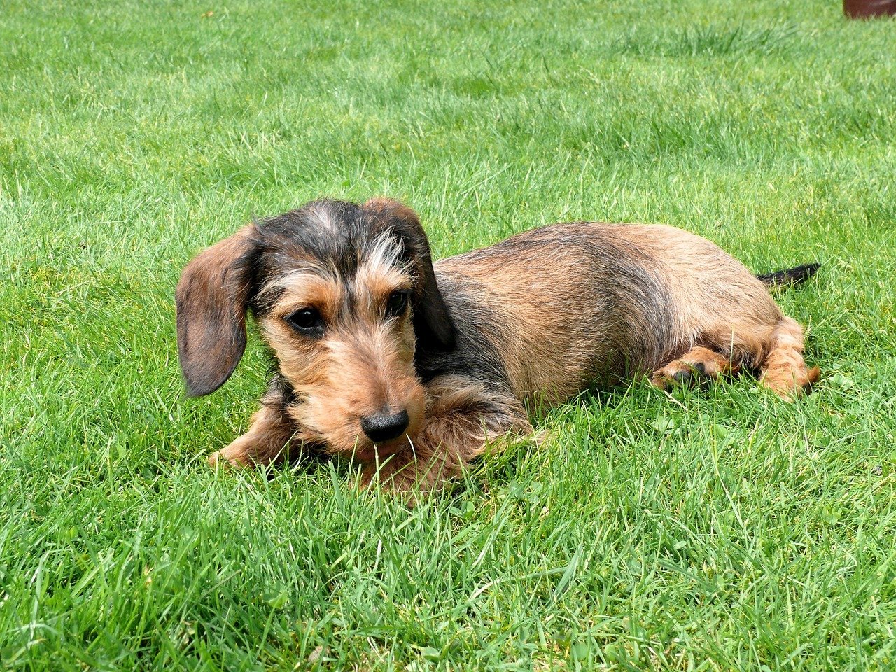 The Dachshund - The Original Badger Hunter (image credits: pixabay)
