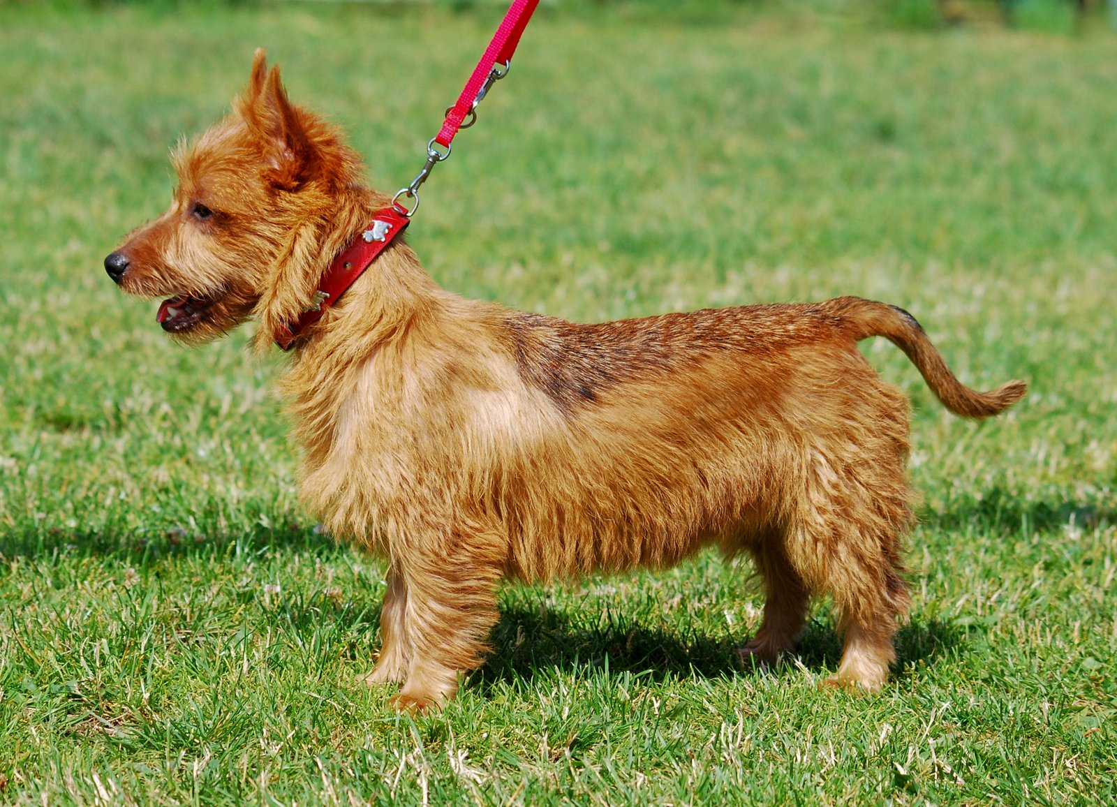The Australian Terrier - The Tenacious Ground Breaker (image credits: By Lilly M, CC BY-SA 3.0, https://commons.wikimedia.org/w/index.php?curid=2351807)