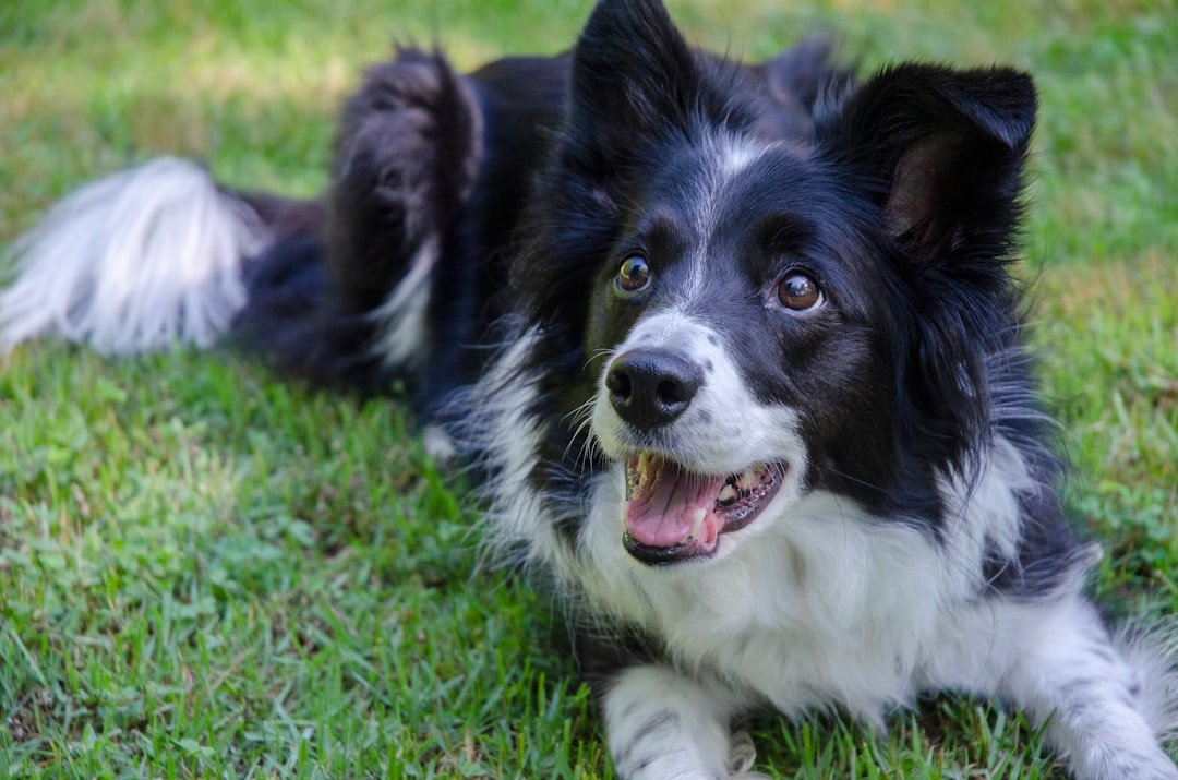 Border Collie: The Mastermind Behind the Mayhem (image credits: unsplash)