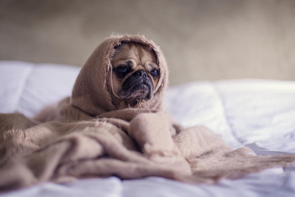 Pugs: Quiet Companions with Big Personalities (image credits: stocksnap)