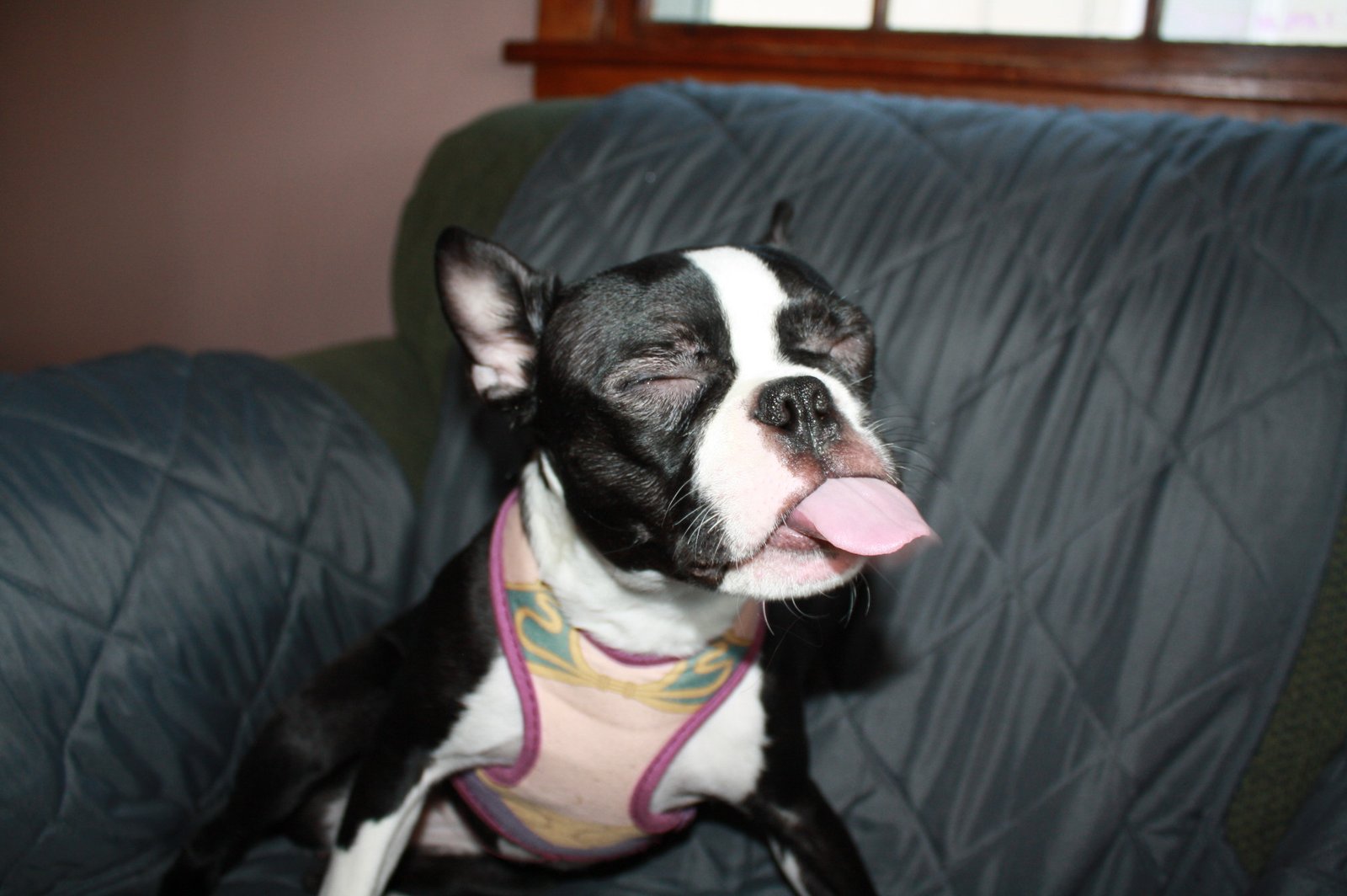 Boston Terriers: The All-American Apartment Dog (image credits: wikimedia)