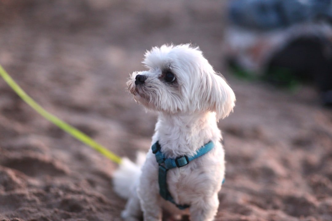 Maltese: Tiny Dogs with Royal Attitudes (image credits: unsplash)