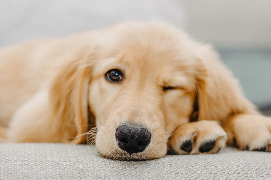 Golden Retriever Puppies: Living Sunshine (image credits: unsplash)