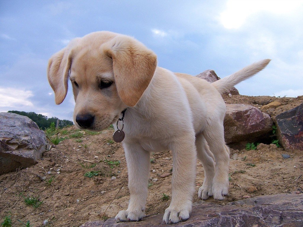 Labrador Retriever Puppies: America's Sweethearts (image credits: rawpixel)