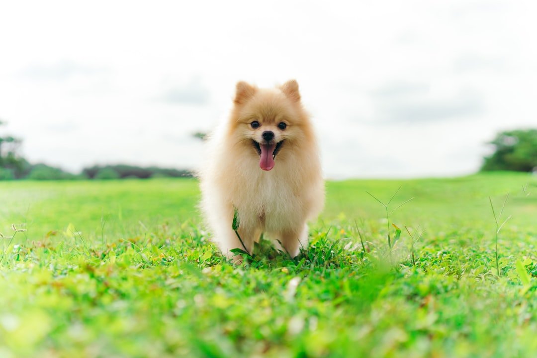 Pomeranian Puppies: Fluffy Cotton Balls (image credits: unsplash)