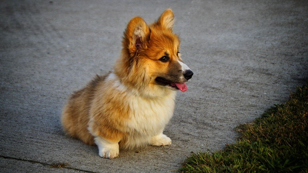 Corgi Puppies: Short Legs, Big Hearts (image credits: rawpixel)