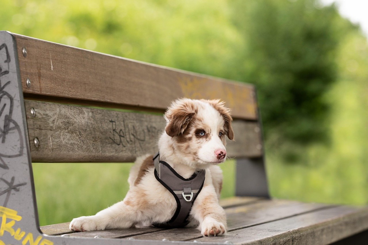 Australian Shepherd Puppies: Colorful Charmers (image credits: pixabay)