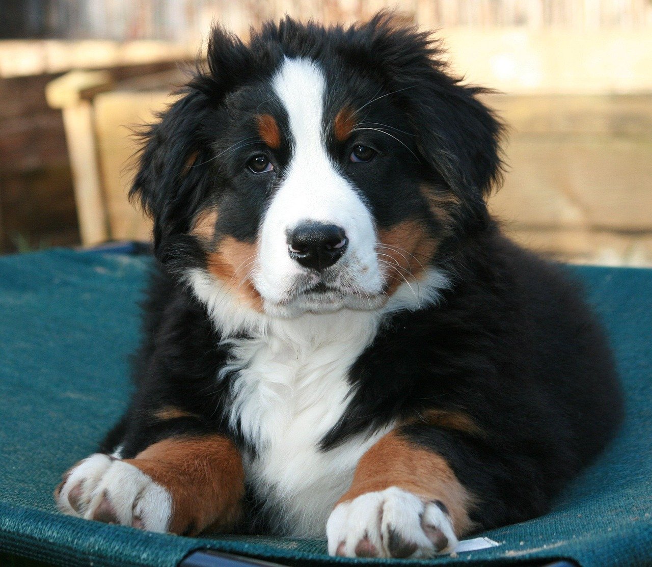 Bernese Mountain Dog Puppies: Giant Teddy Bears (image credits: pixabay)