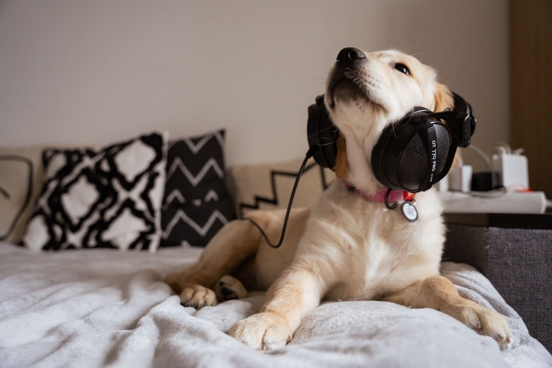 Play Calming Background Music (image credits: unsplash)