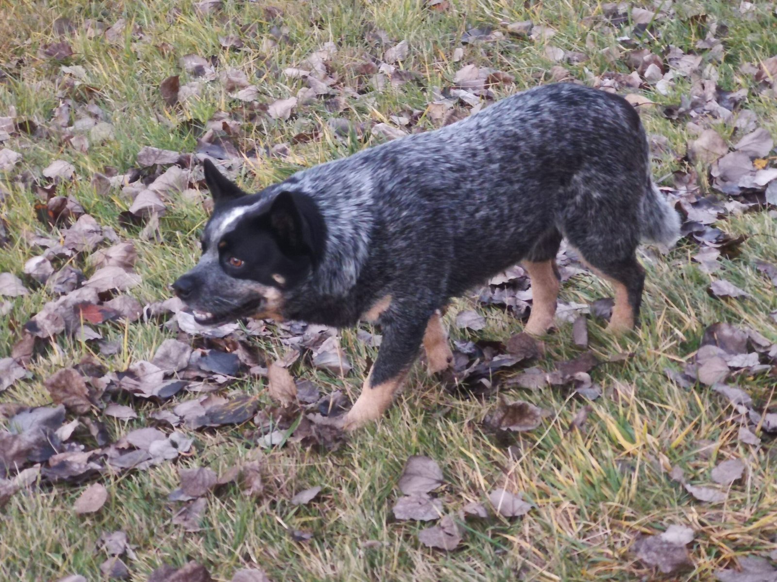Australian Cattle Dog: The Relentless Workaholic (image credits: wikimedia)