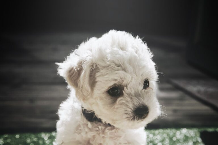 The Teddy Bear Substitute: Bichon Frises