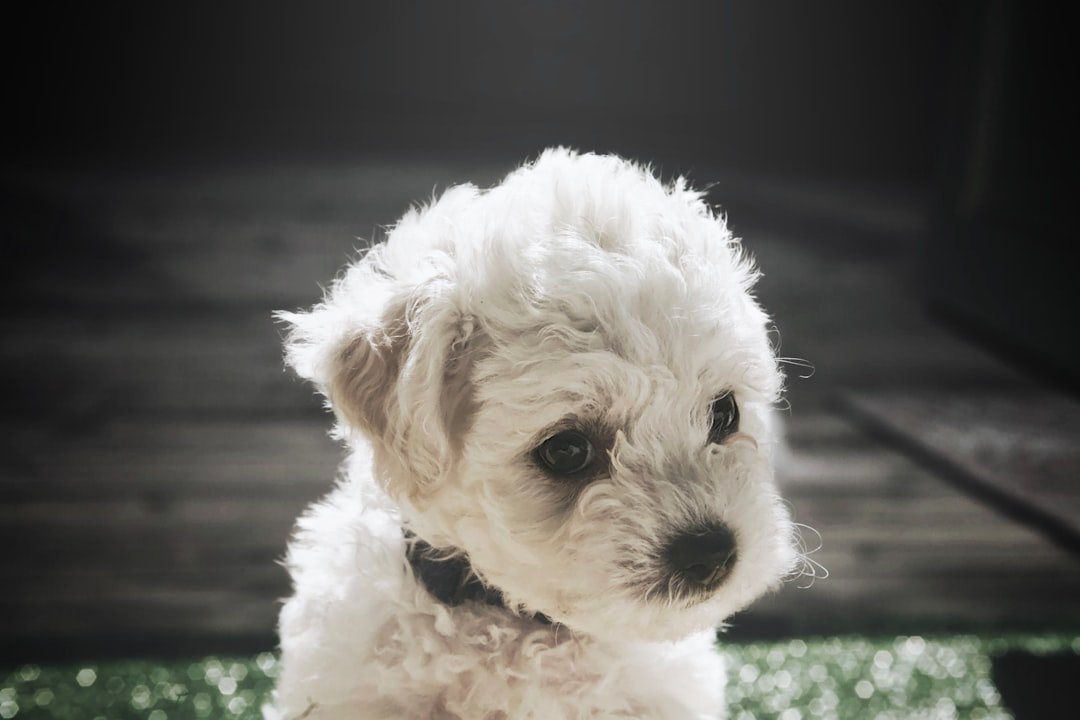 The Teddy Bear Substitute: Bichon Frises