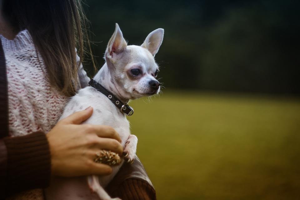 The Chihuahua - Big Attitude in a Tiny Package (image credits: stocksnap)
