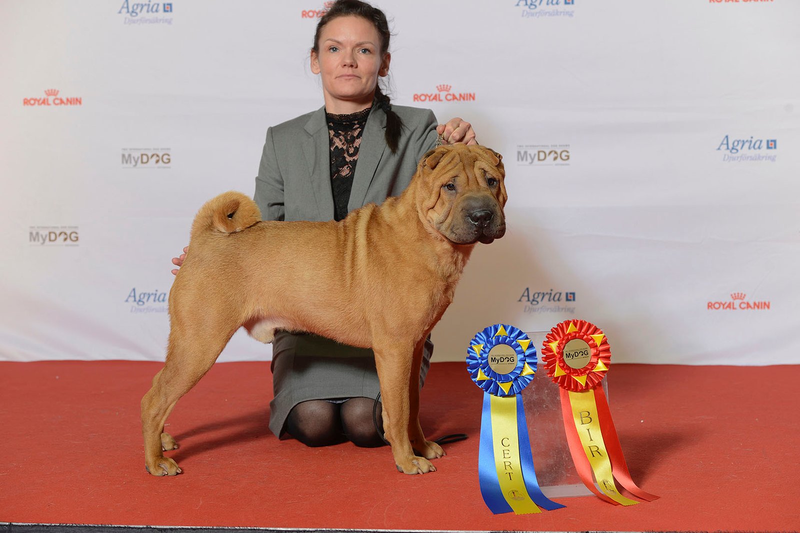 The Chinese Shar-Pei - The Wrinkled Warrior (image credits: wikimedia)