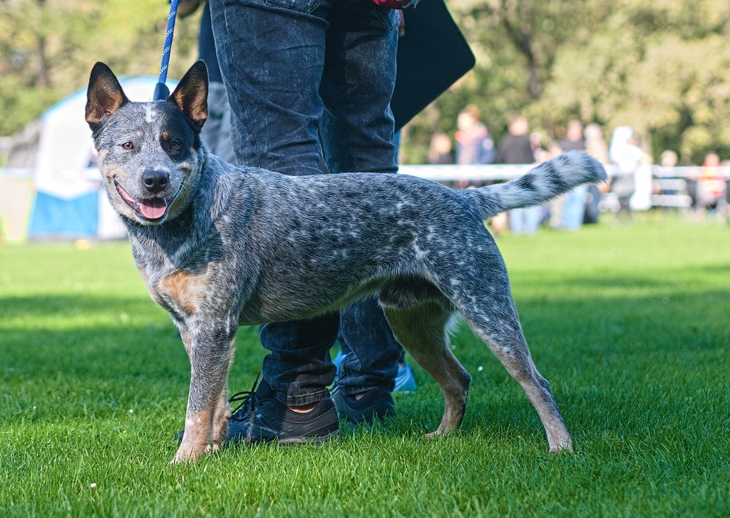 The Australian Cattle Dog - The Shadow That Herds (image credits: flickr)
