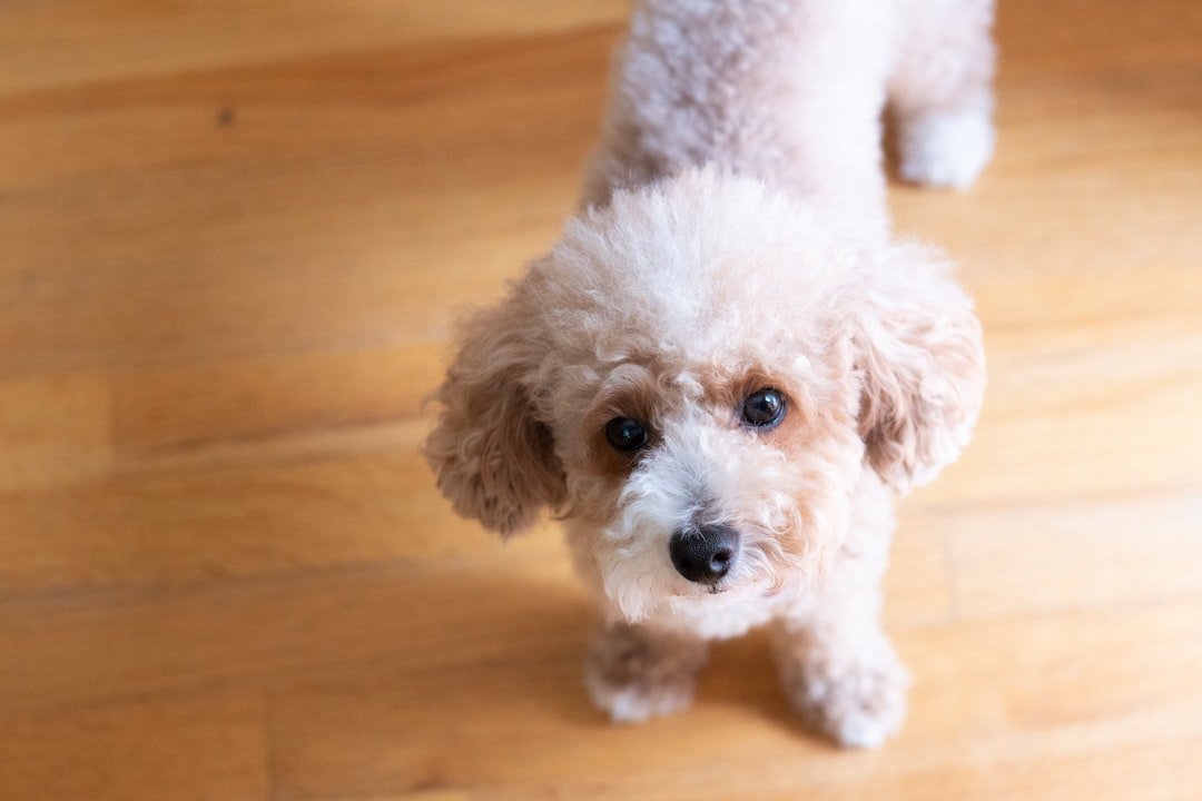 Toy Poodle - Intelligence That Defies Time (image credits: unsplash)