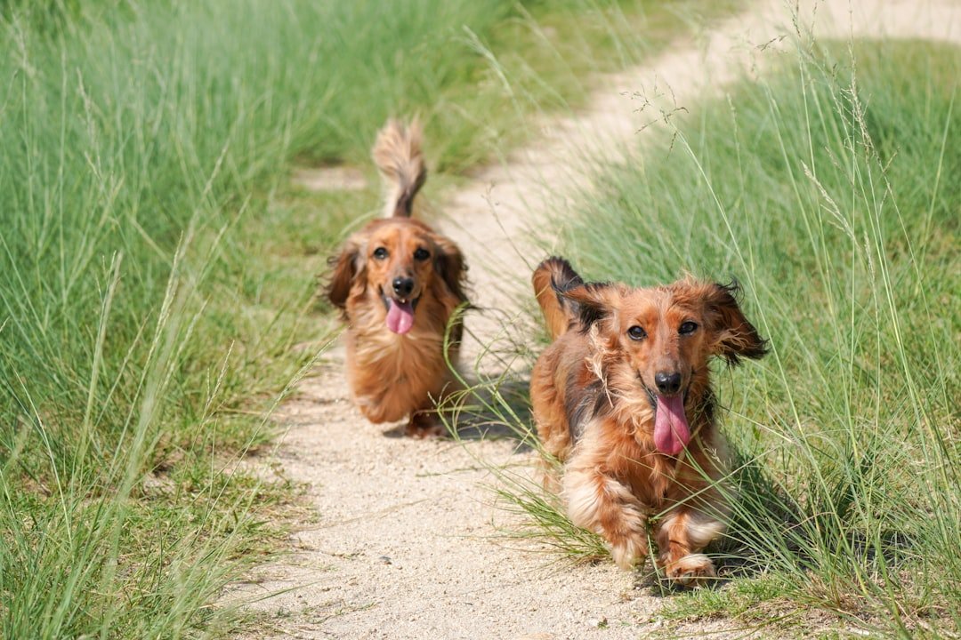 Dachshund - The Wiener Dog's Long Journey (image credits: unsplash)