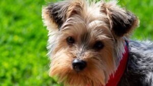 10 Dog Breeds That Have the Longest Life Expectancy - Living Up to 20 Years