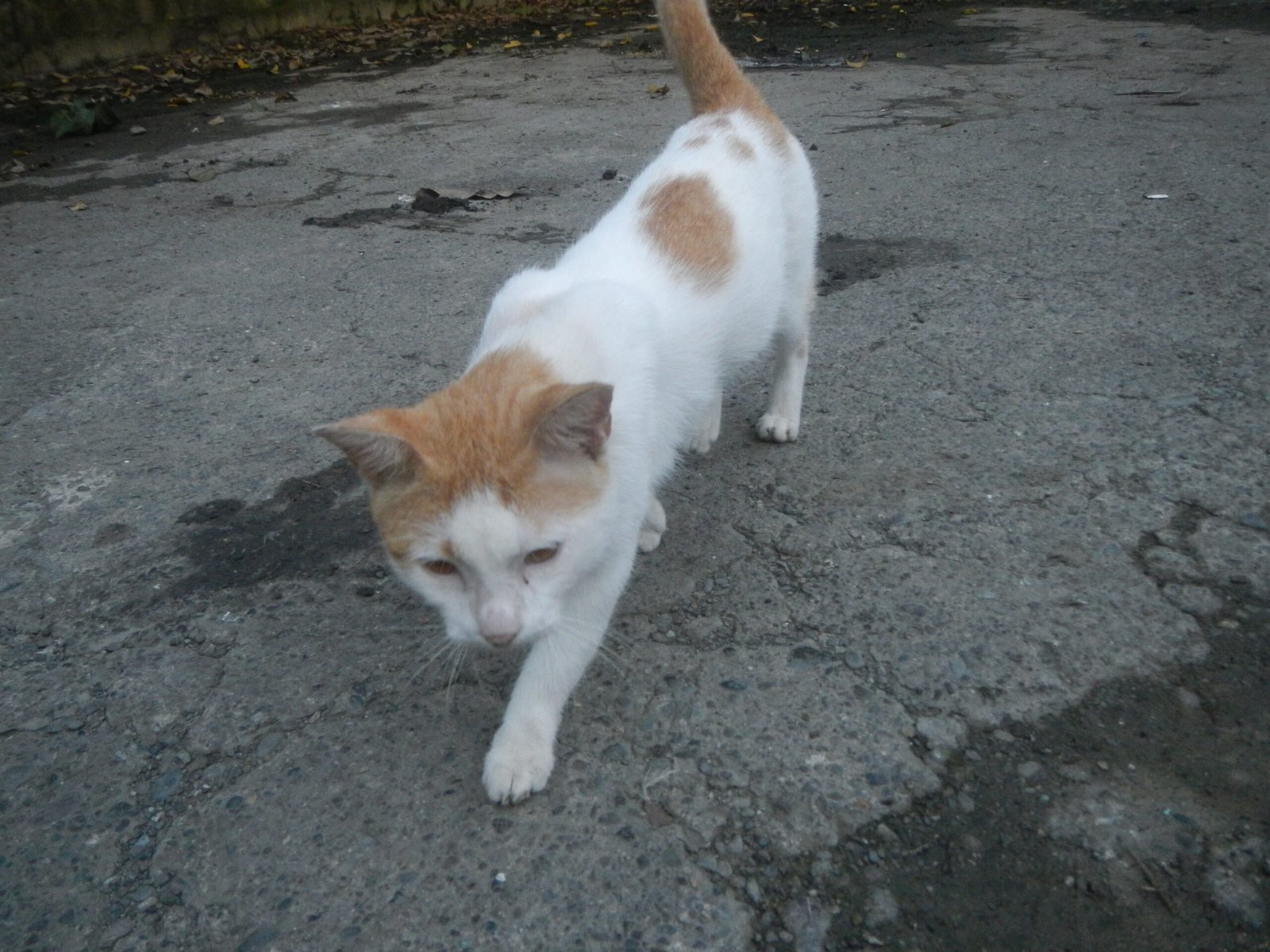 Following You Around Like a Furry Shadow (image credits: wikimedia)