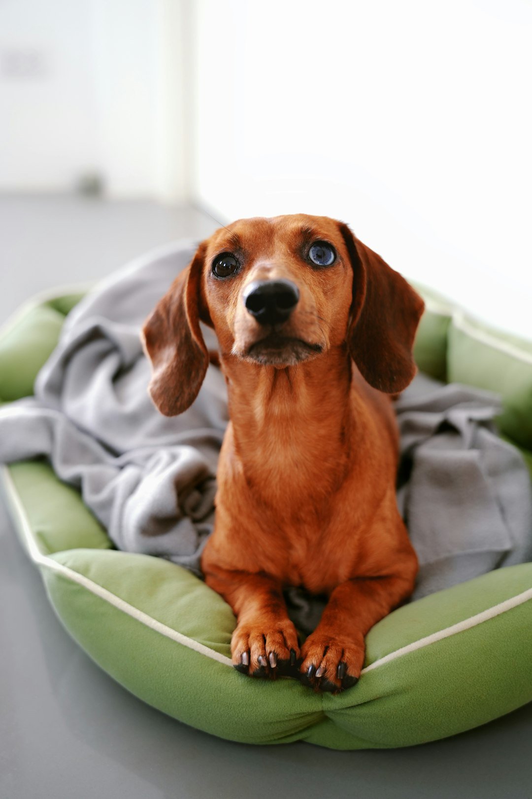 They Give You Those Loving Eyes (image credits: unsplash)