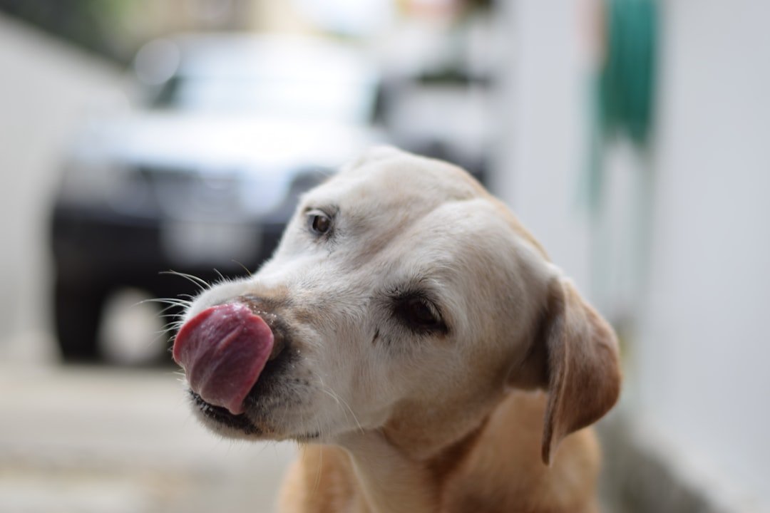 Lip Licking and Drooling When There's No Food Around (image credits: unsplash)
