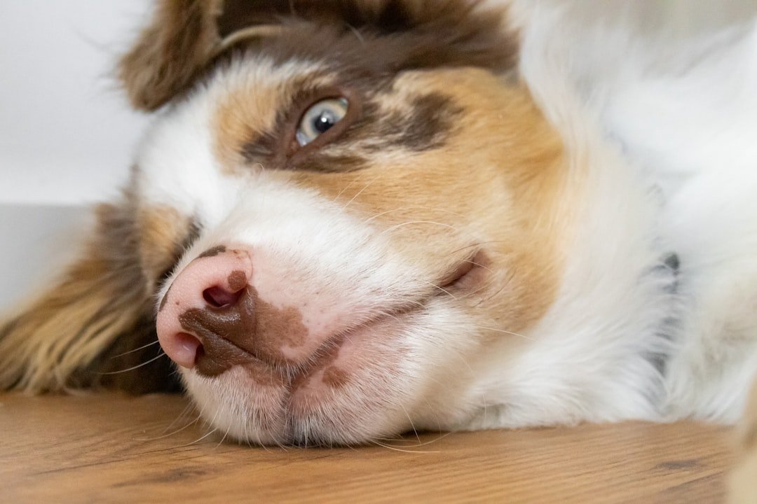 15 Signs Your Dog is Miserable Living With You