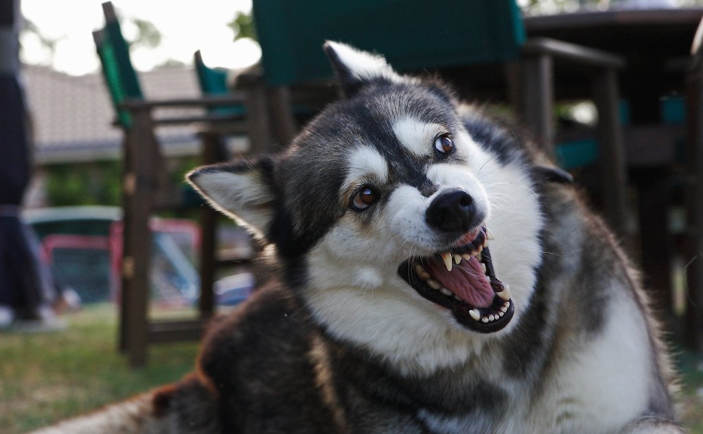 The Tense Body That Speaks Volumes (image credits: flickr)