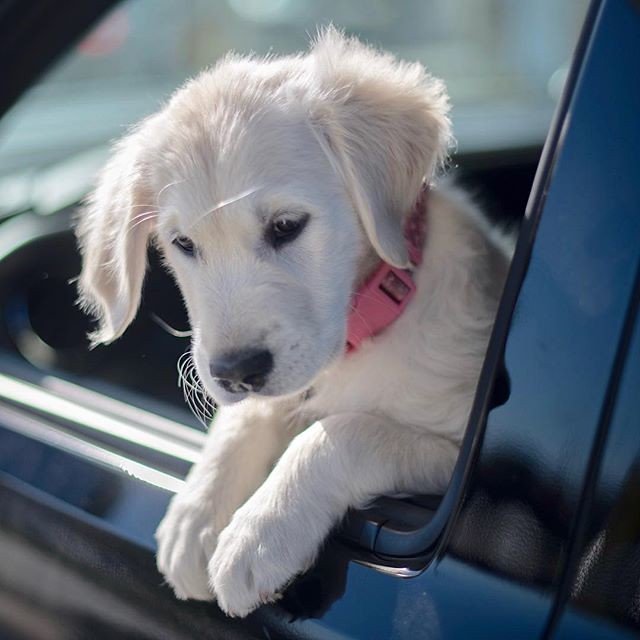 Letting Dogs Hang Their Heads Out Windows (image credits: flickr)