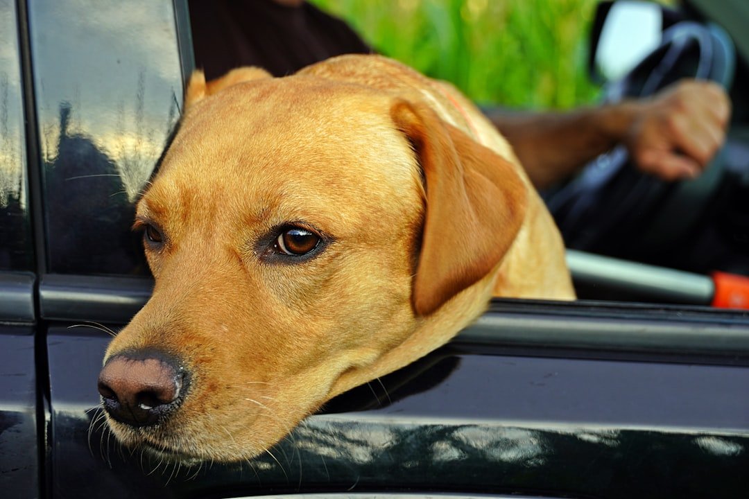 Ignoring Signs of Motion Sickness (image credits: unsplash)