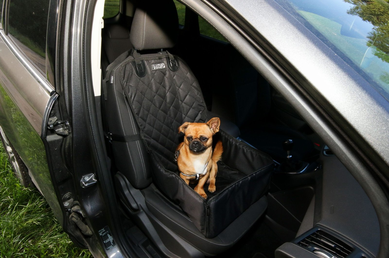 Placing Dogs in the Front Passenger Seat (image credits: wikimedia)
