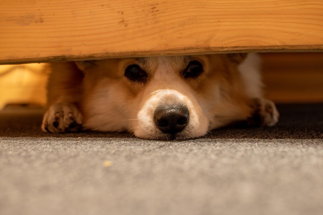 Withdrawal and Avoidance Behaviors (image credits: unsplash)