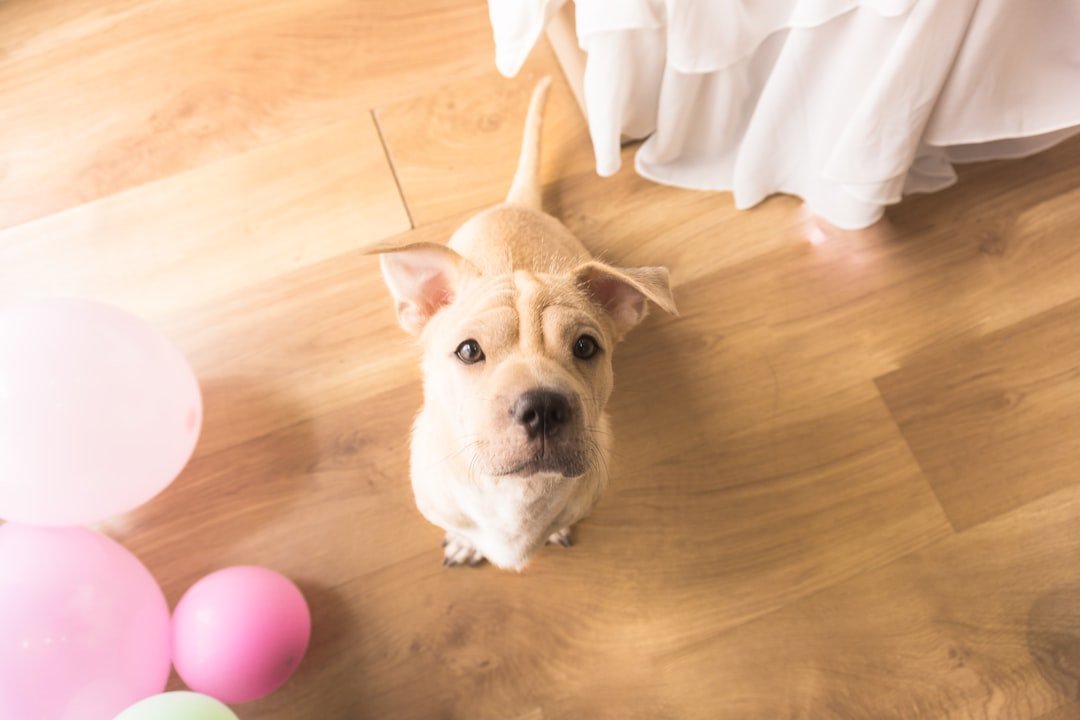 Regression in House Training (image credits: unsplash)