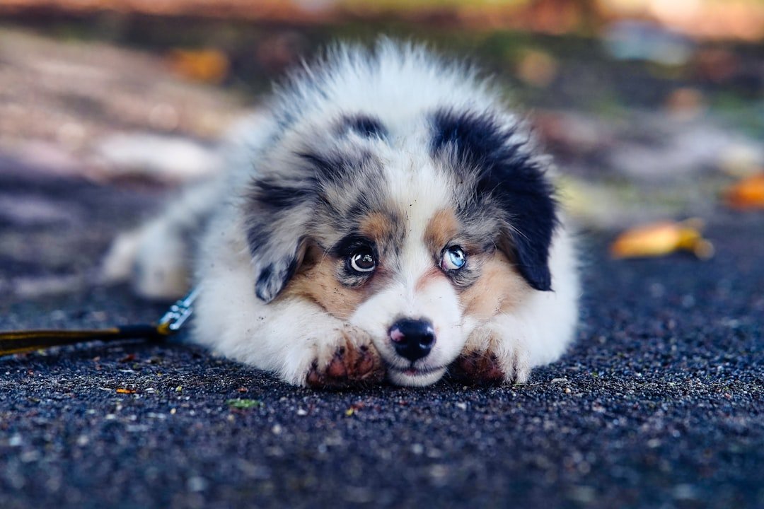 Conclusion: Your Dog's Emotional Weather Report (image credits: unsplash)