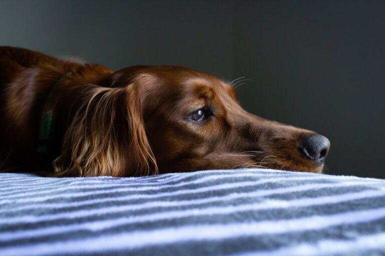 10 Signs Your Dog Is Asking You to Change His Routine Because He's Unhappy
