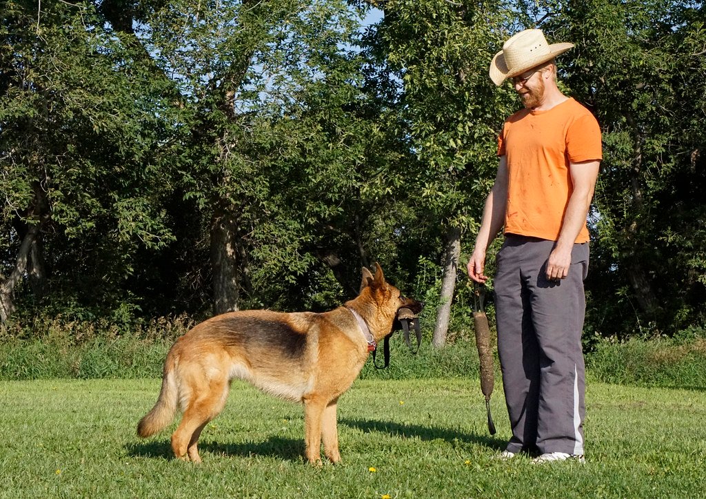 Your Pup Brings You Their Most Treasured Possessions (image credits: flickr)