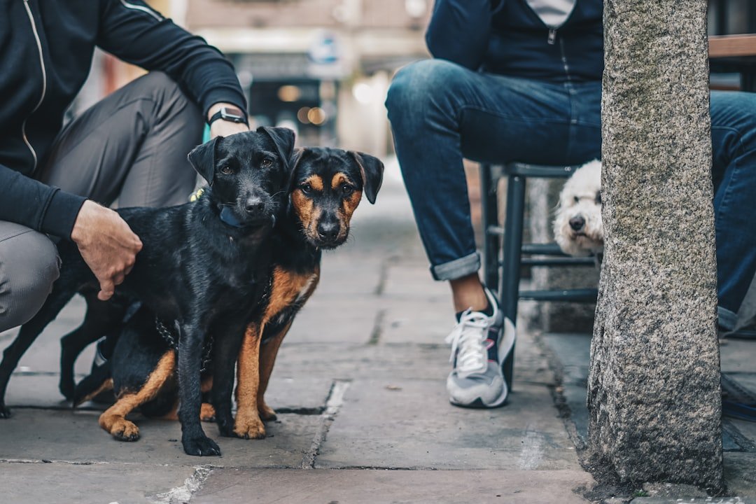 Your Dog Looks to You for Direction in New Situations (image credits: unsplash)