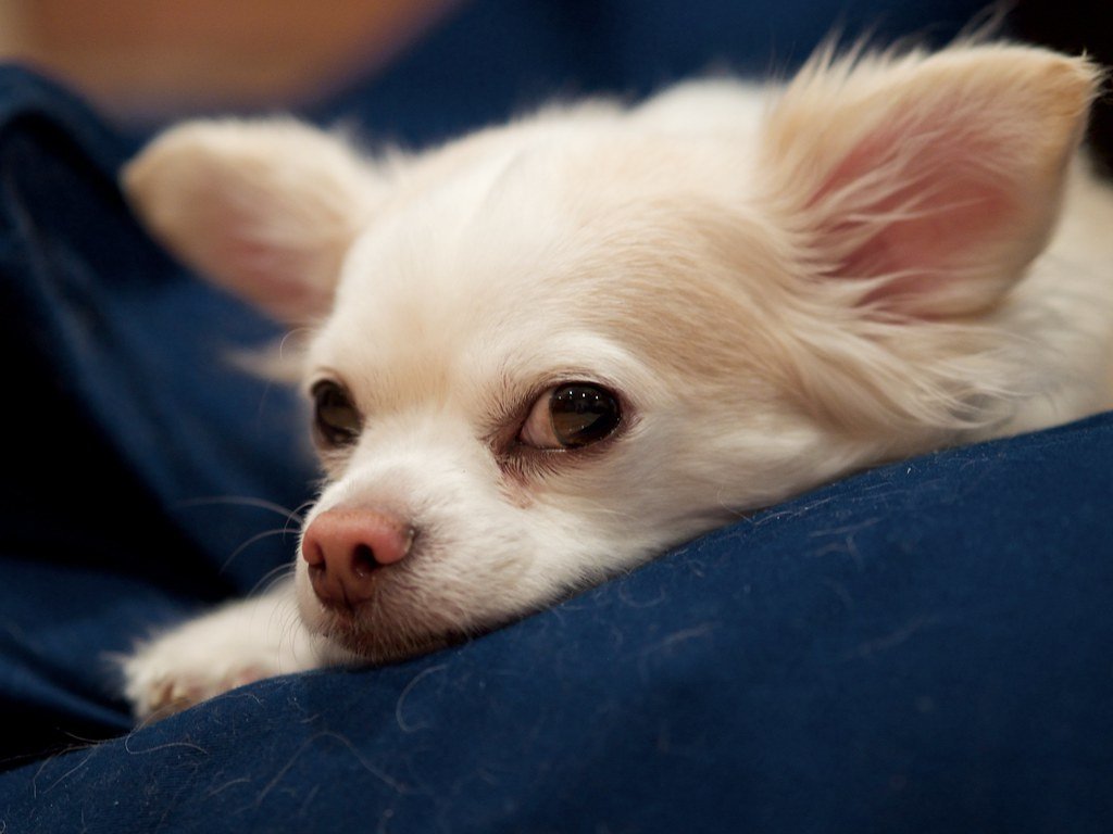 Your Dog Maintains Eye Contact During Vulnerable Moments (image credits: flickr)