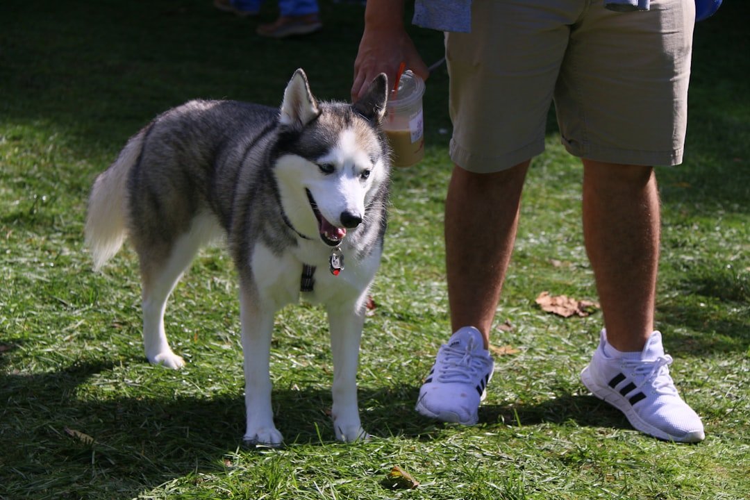 Your Pup Shows Protective Instincts Around You (image credits: unsplash)