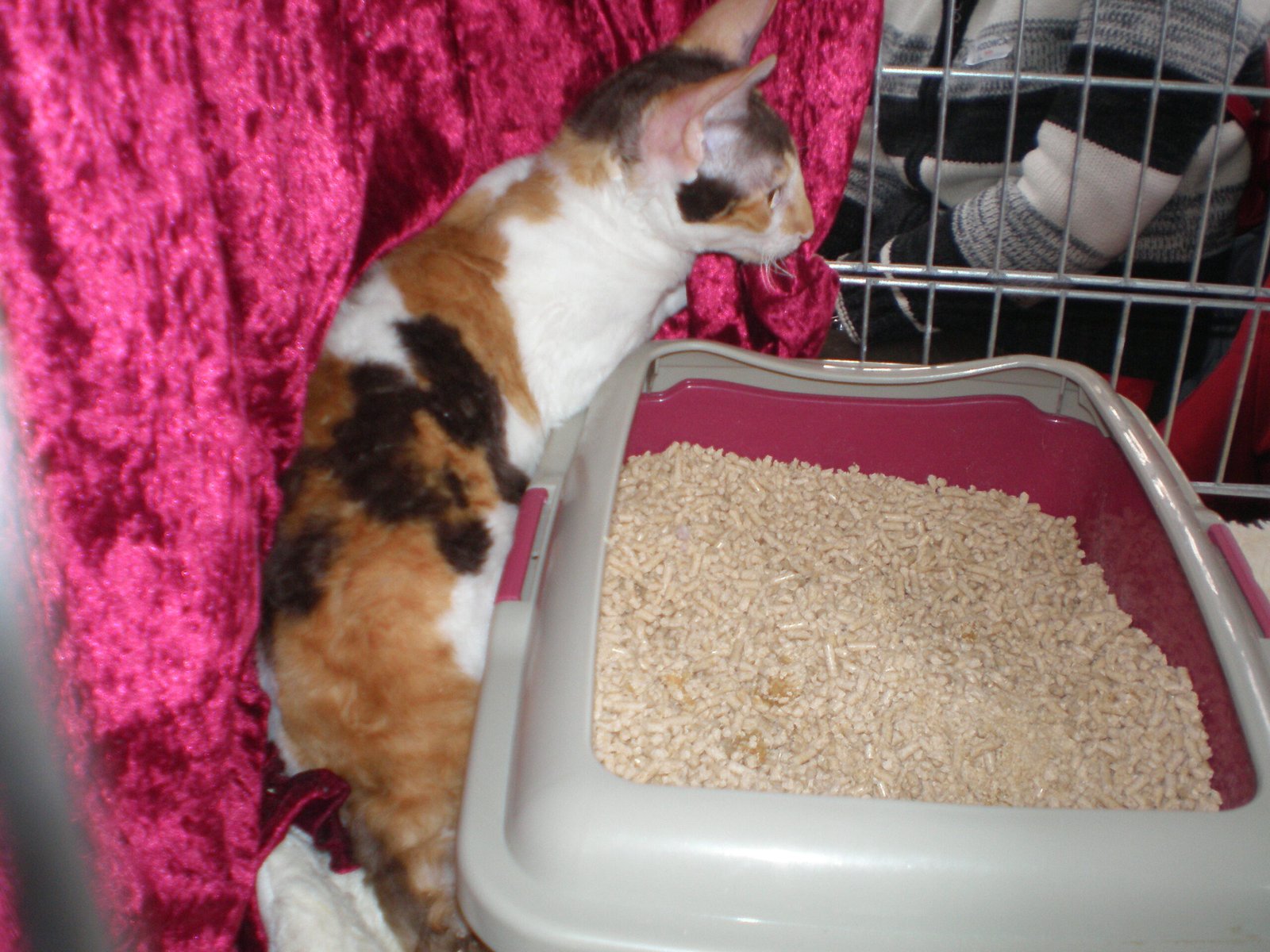 Your Cat Has Abandoned His Favorite Litter Box (image credits: wikimedia)