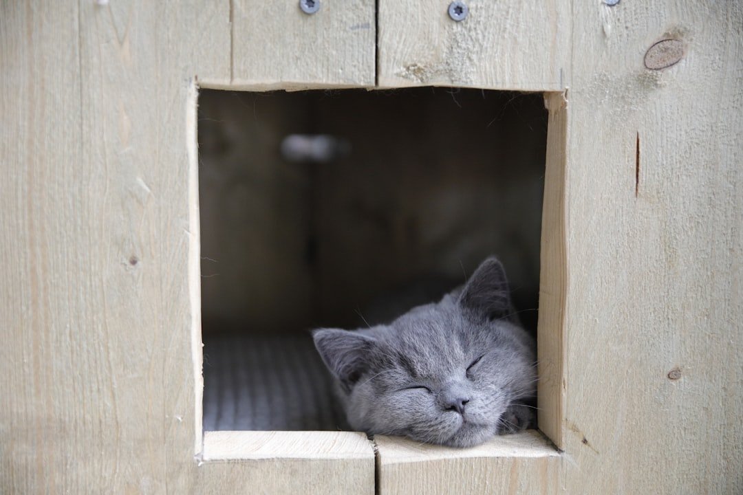 He's Sleeping in Unusual Places or at Strange Times (image credits: unsplash)