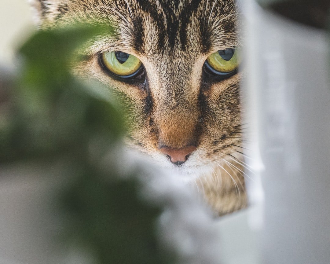 Your Social Butterfly Has Turned Into a Hermit (image credits: unsplash)