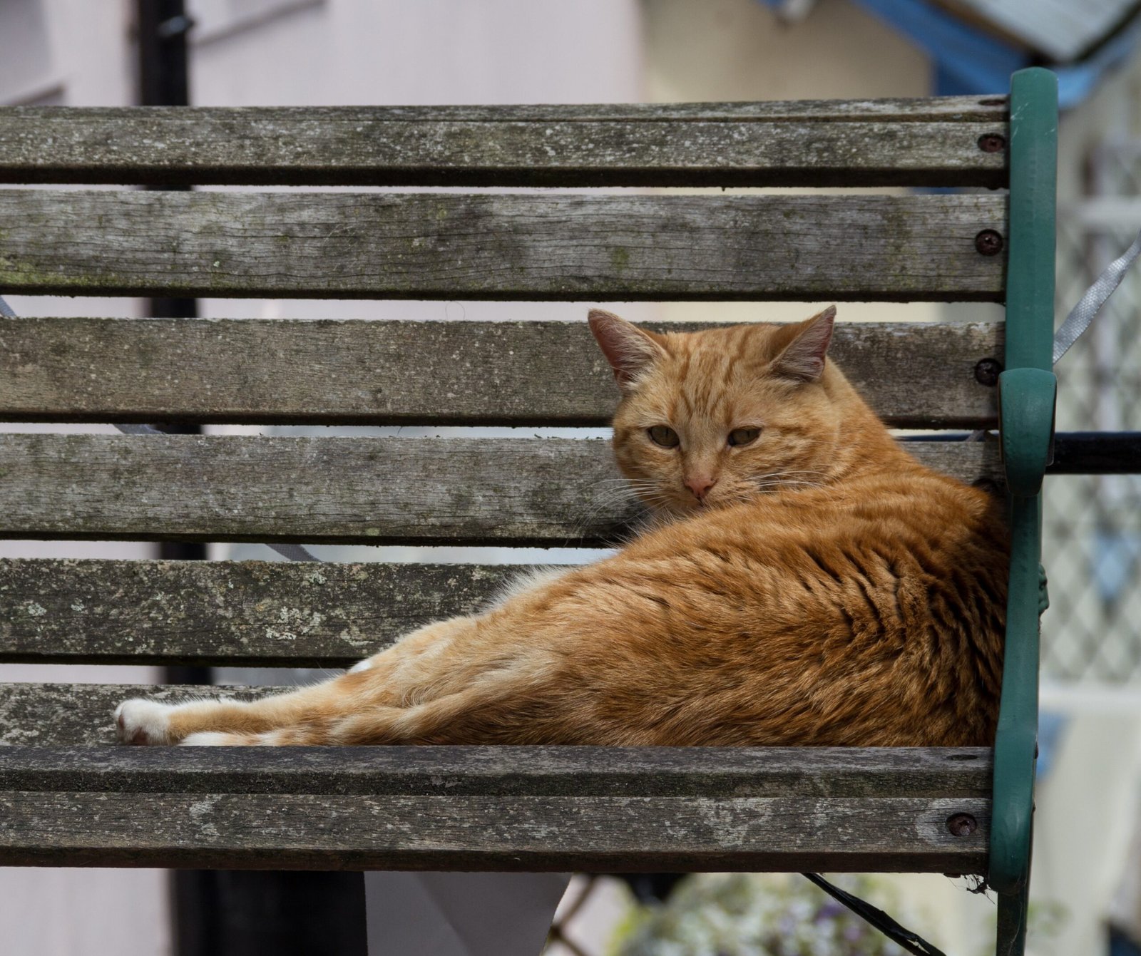 He's Grooming Himself Raw (Or Not At All) (image credits: wikimedia)