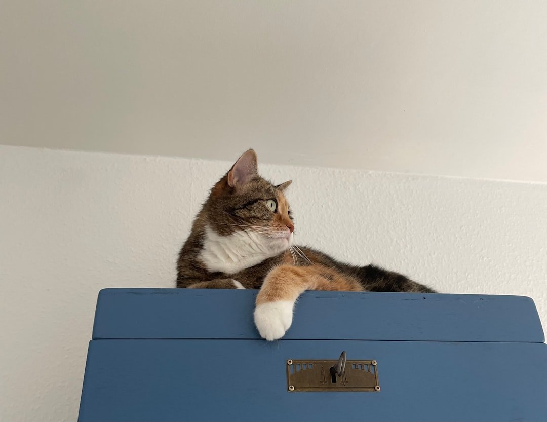 He's Started Marking Territory Inside Your Home (image credits: unsplash)