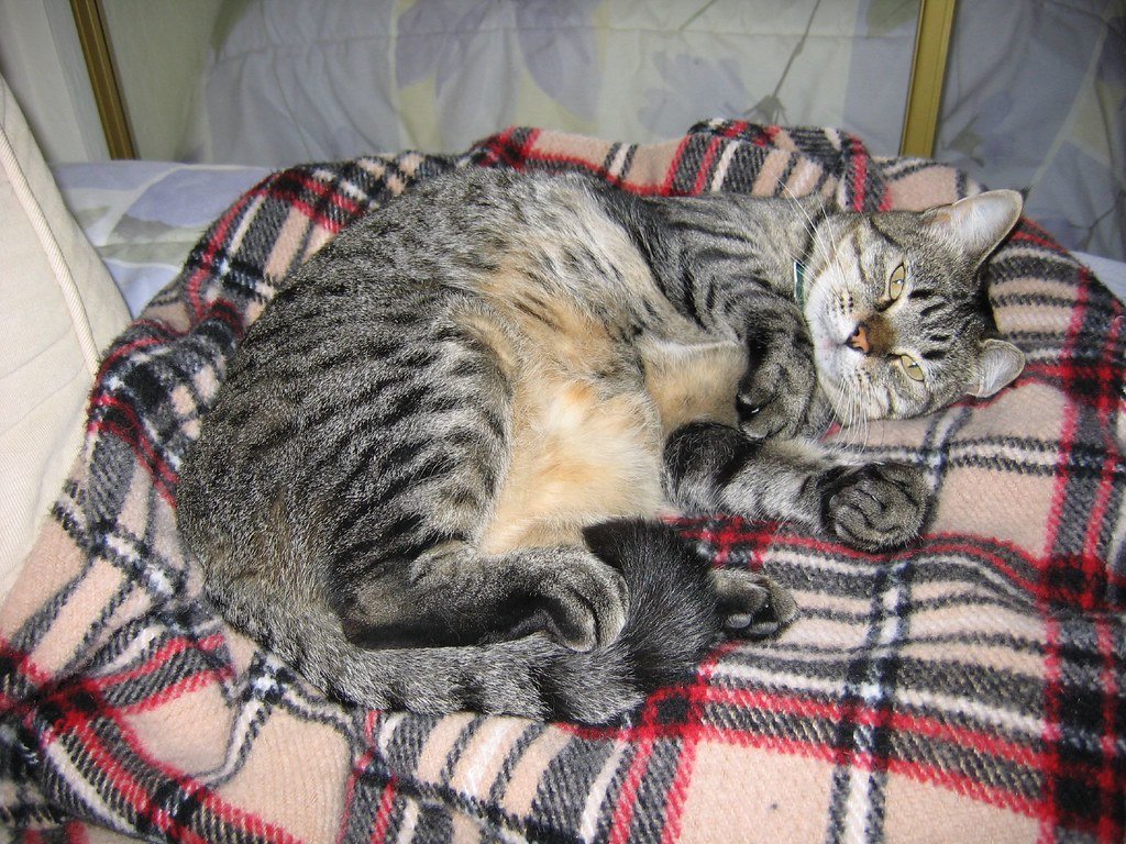 They Sleep on Their Back with Their Belly Exposed (image credits: flickr)