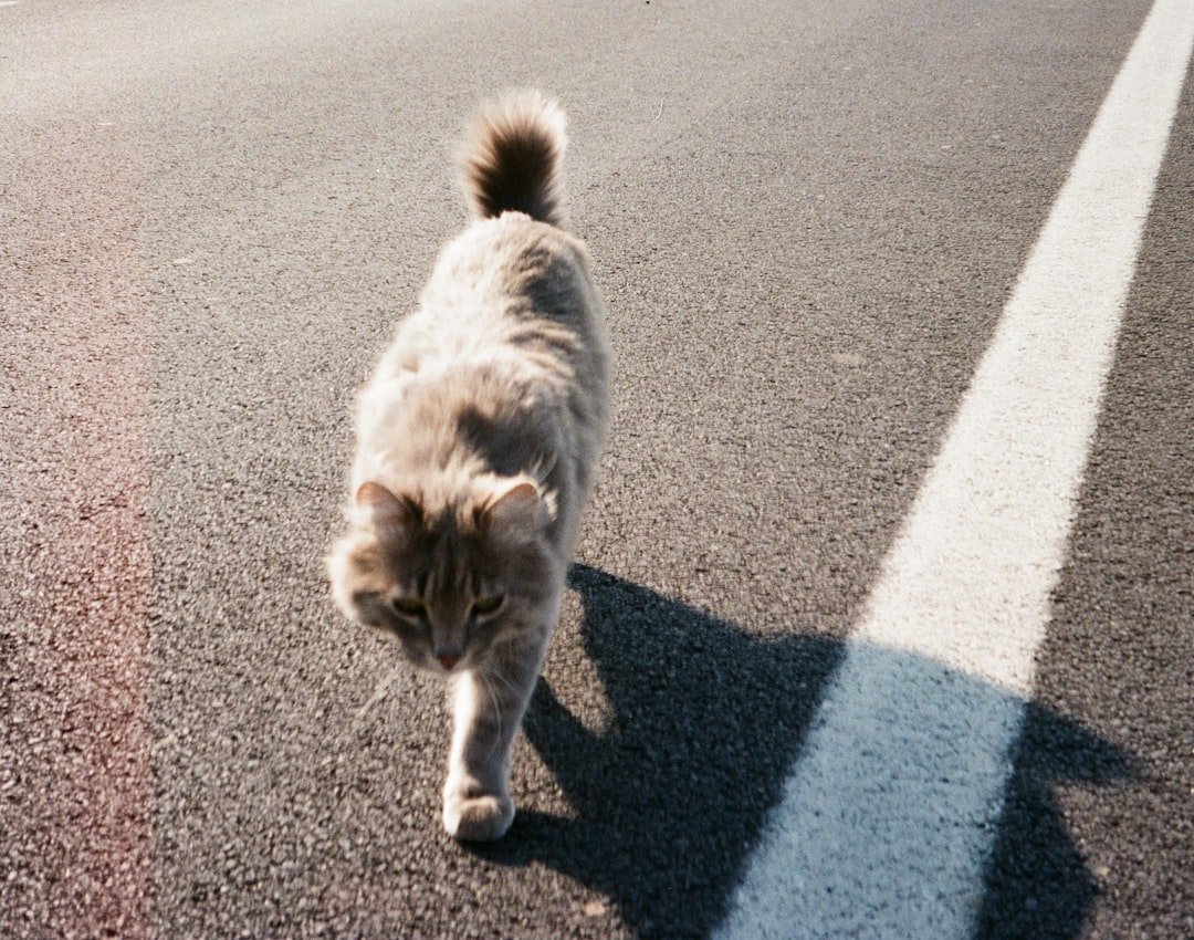 They Follow You from Room to Room (image credits: unsplash)