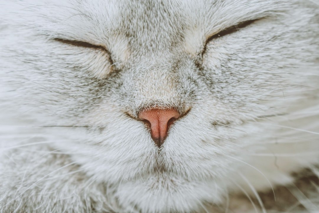 They Perform the Slow Blink Love Signal (image credits: unsplash)